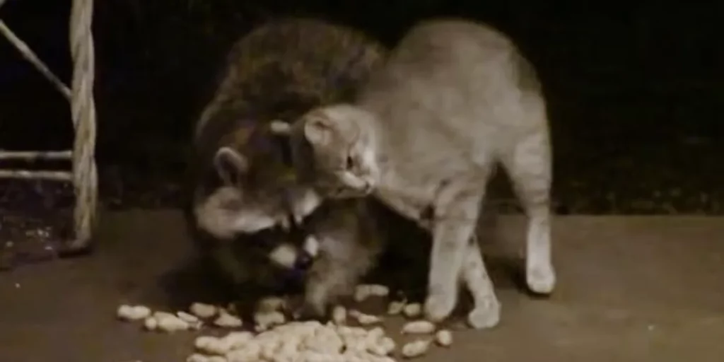 raccoon and cat at night