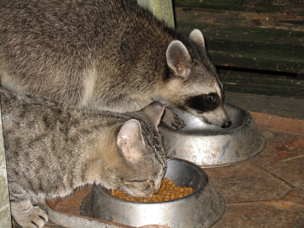 raccoon and cat eating