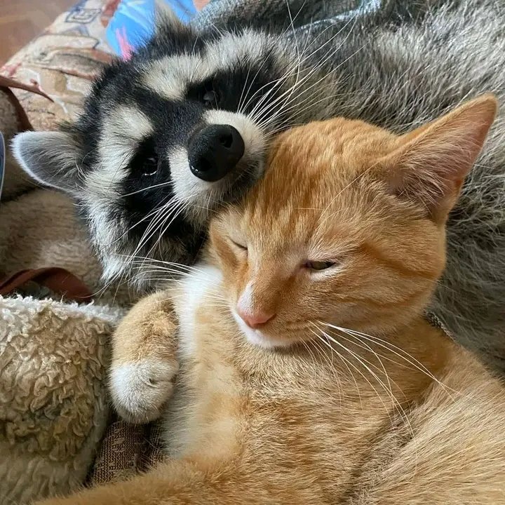 raccoon and cat