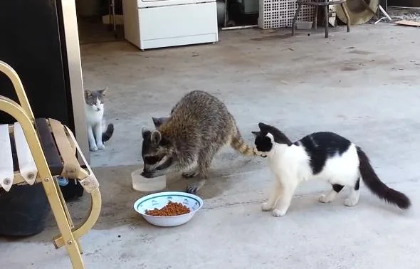 Raccoons Eat Cats