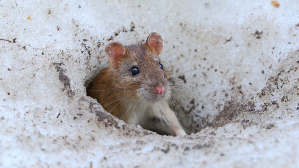 rat burrow