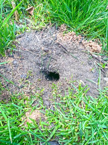 rat burrow in grass
