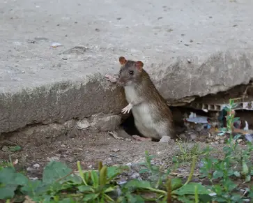 rat burrow under porch