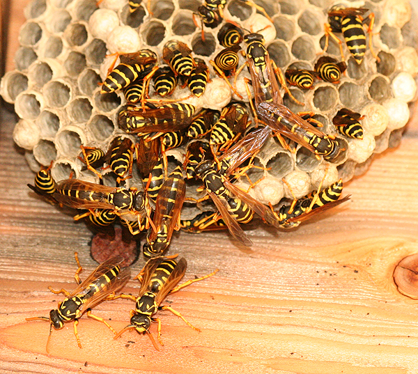 remove wasp nest in dallas fort worth