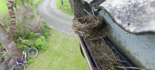 Birds-nest