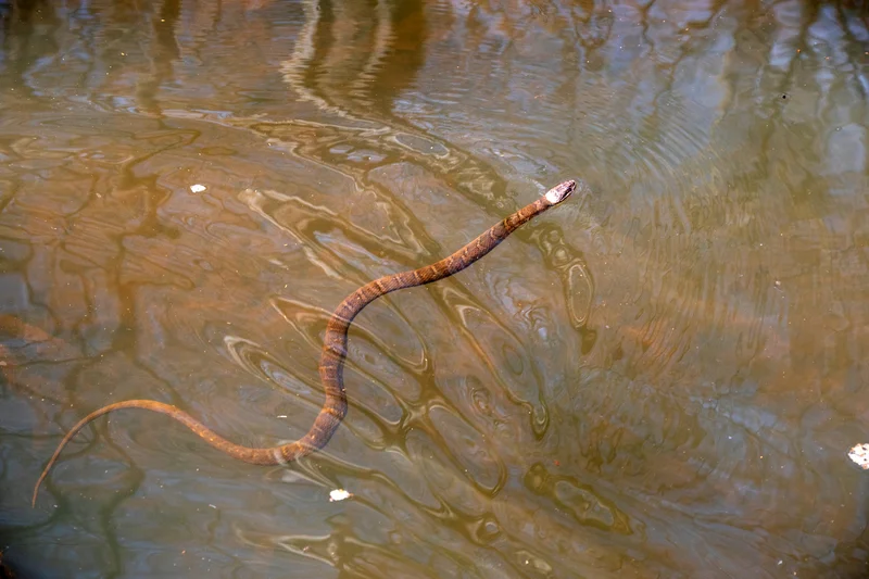 copperheads in the river