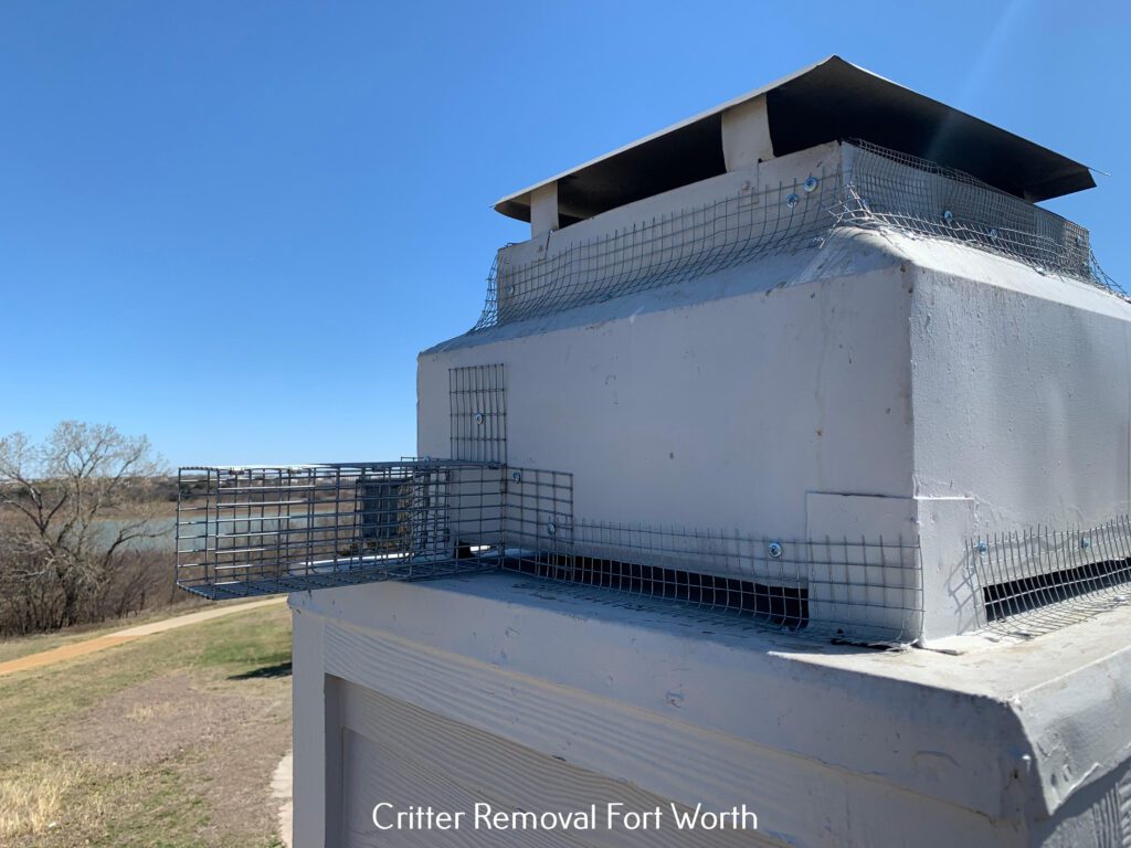 Critter Removal Fort Worth 4