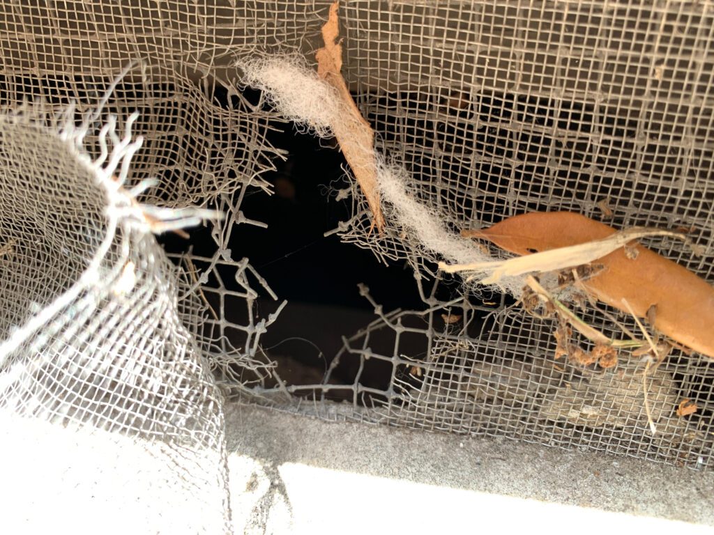 Critter Removal Fort Worth 6