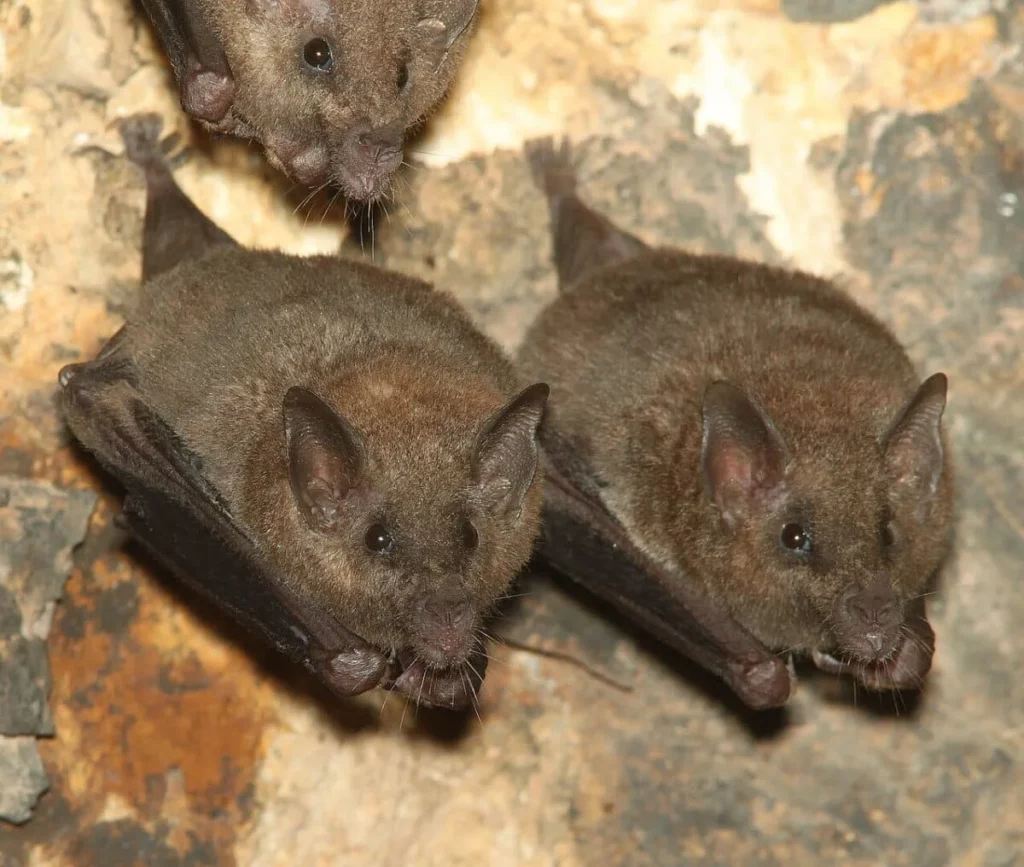 Getting rid of Bats in Texas