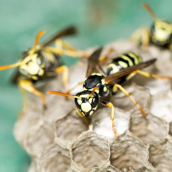 How to Get Rid of Yellow Jackets
