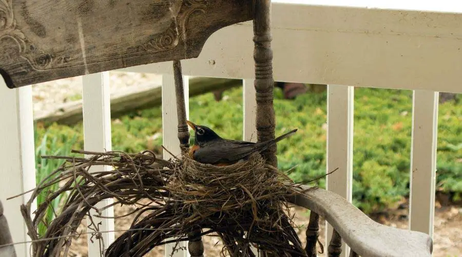 How-to-prevent-birds-from-Nesting