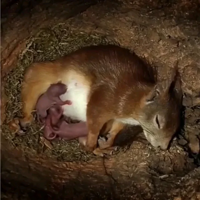Inside squirrel nest
