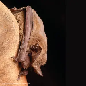 Mexican Free Tailed Bat in Texas