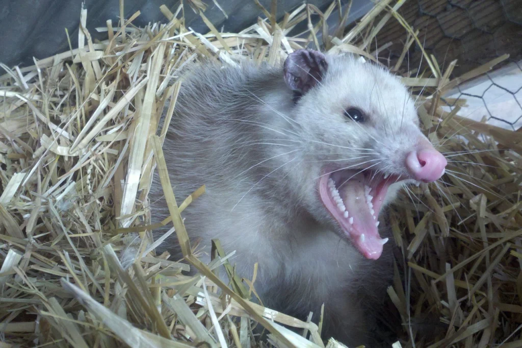 Opossum screaming