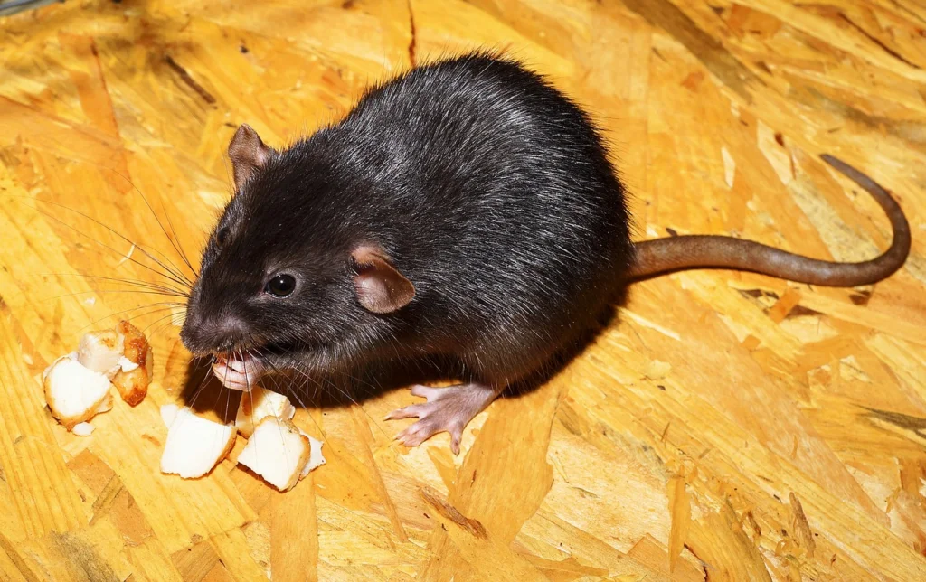 Why You May Need Rat Removal Service | Critter Stop