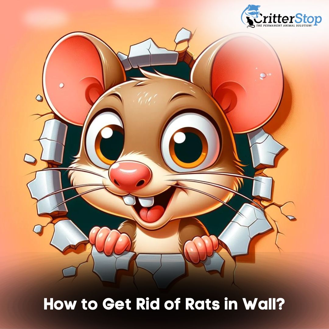 How to Get Rid of Rats in Wall?