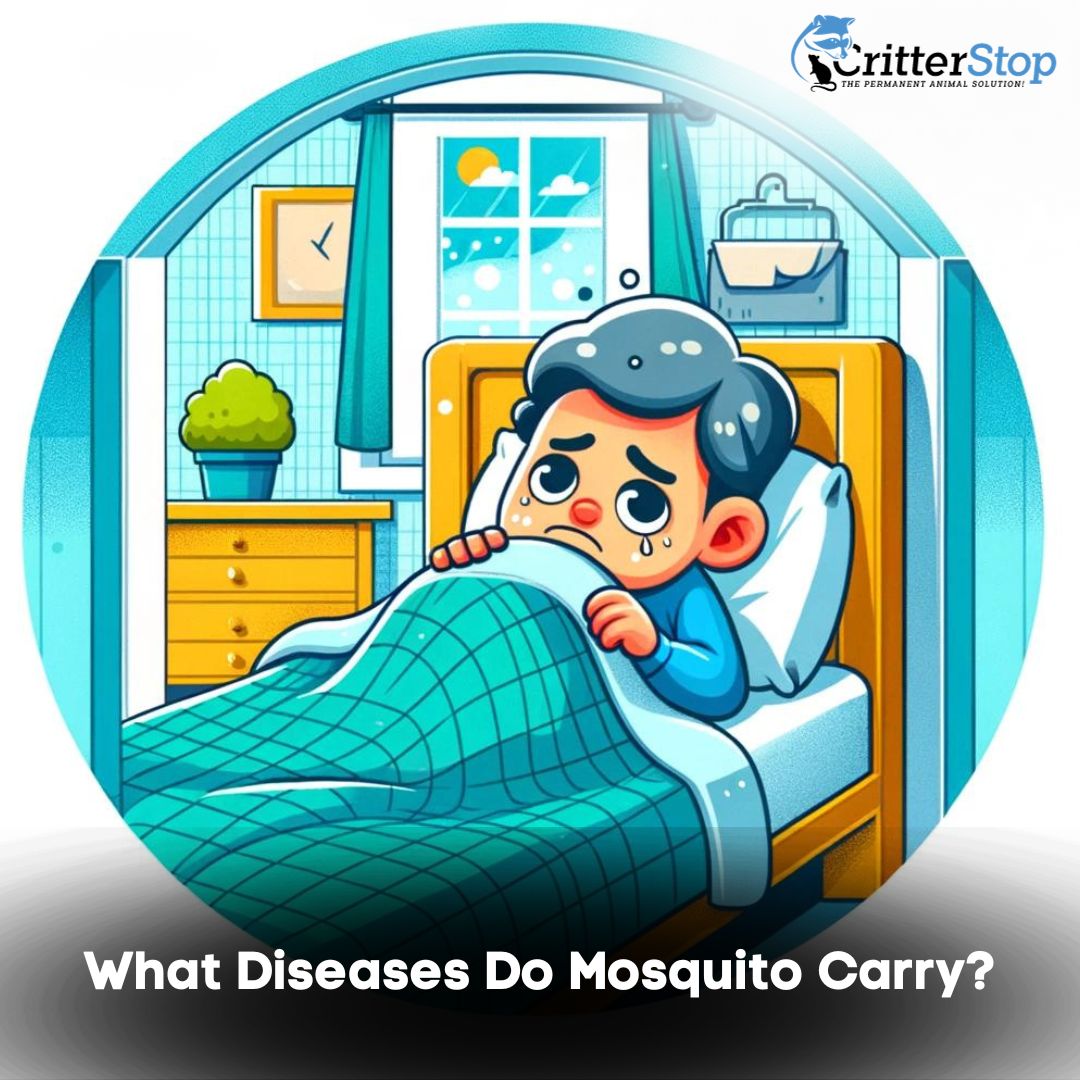 What Diseases Do Mosquito Carry