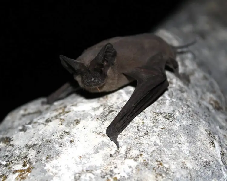 Type of Bats in Texas