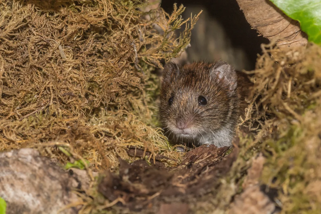 Voles with short tails and small eyes
