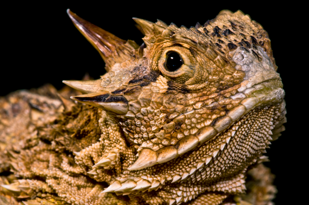 What Wild Animals Live In Texas Critter Stop