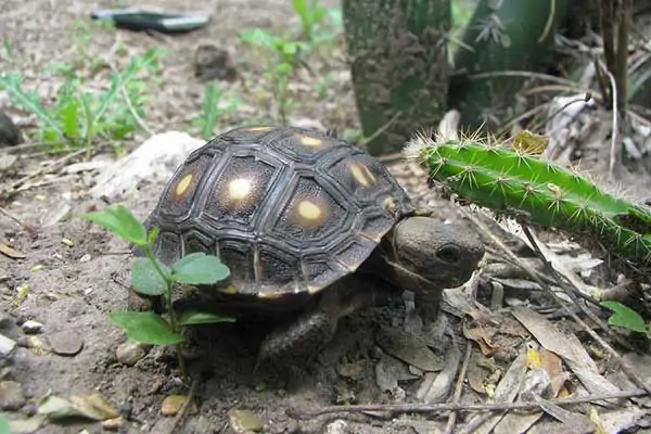 What Wild Animals Live In Texas Critter Stop