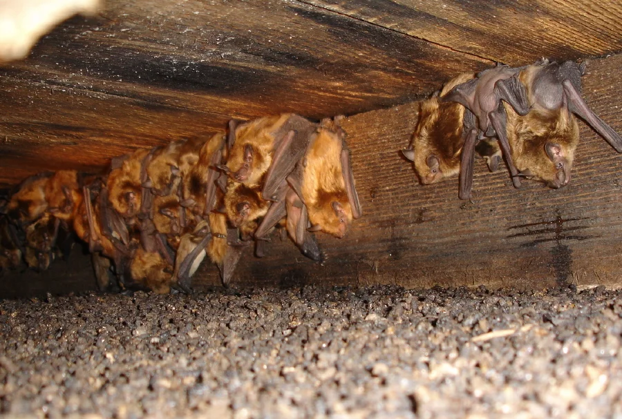 Bat Colonie in a dark attic