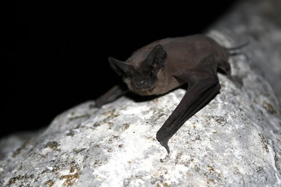 bat hanging in a stone