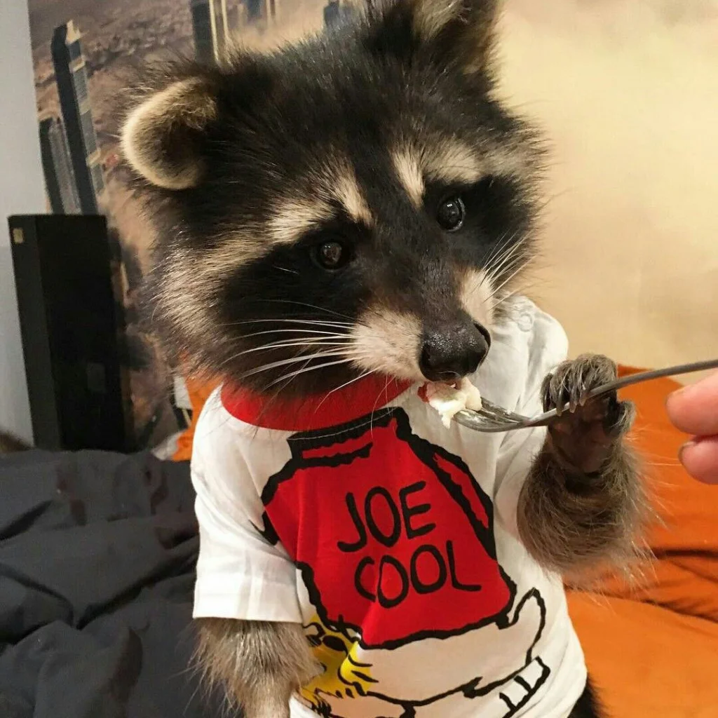 domesticated raccoon