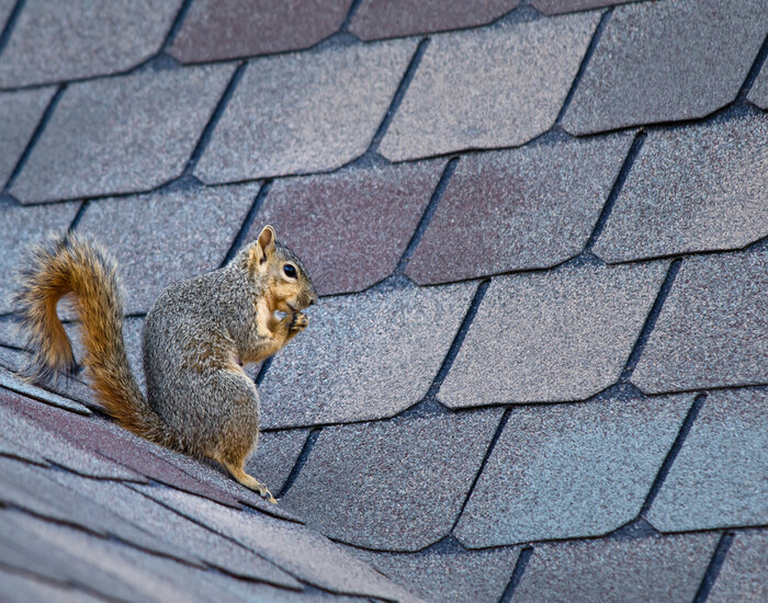 Squirrels like enter your attic