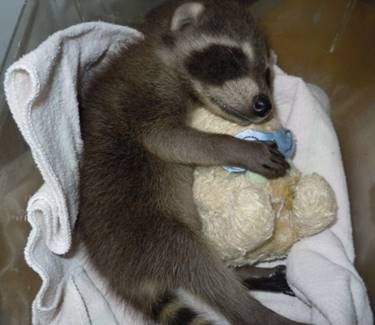 Baby pet raccoon taking a snap