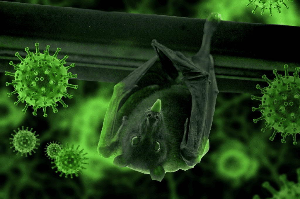 Bats can transmit some serious diseases