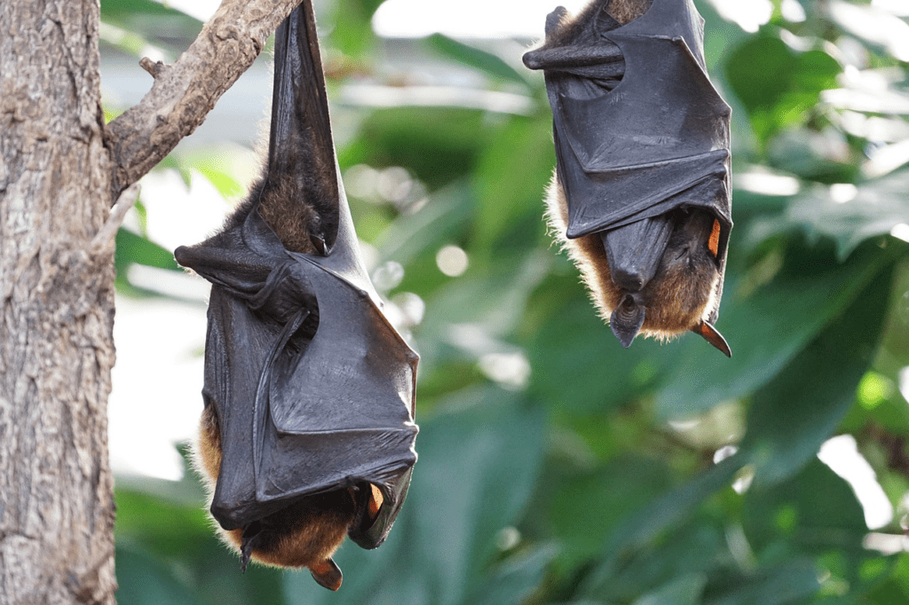 Bats in the tree