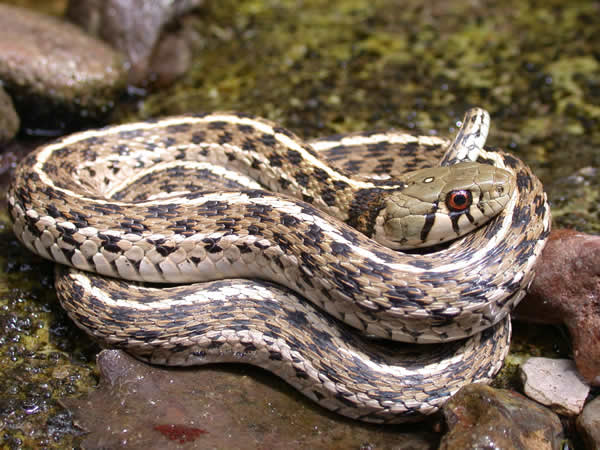 Checkered Garter Snakes