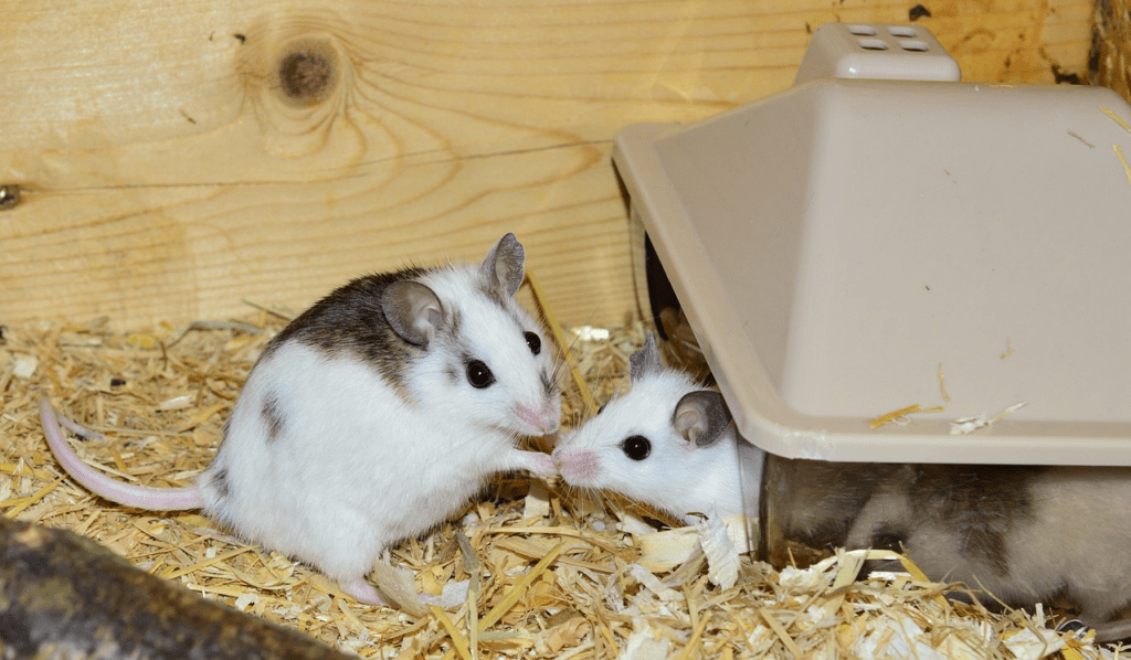 mice as pets