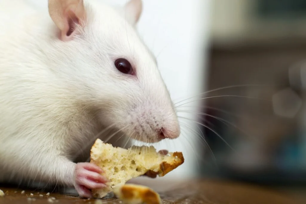 White Rat Eating