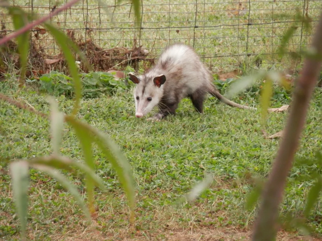 opossum is a native american masurpial