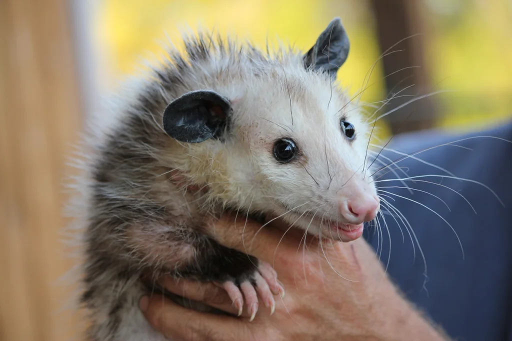 opossums in hand