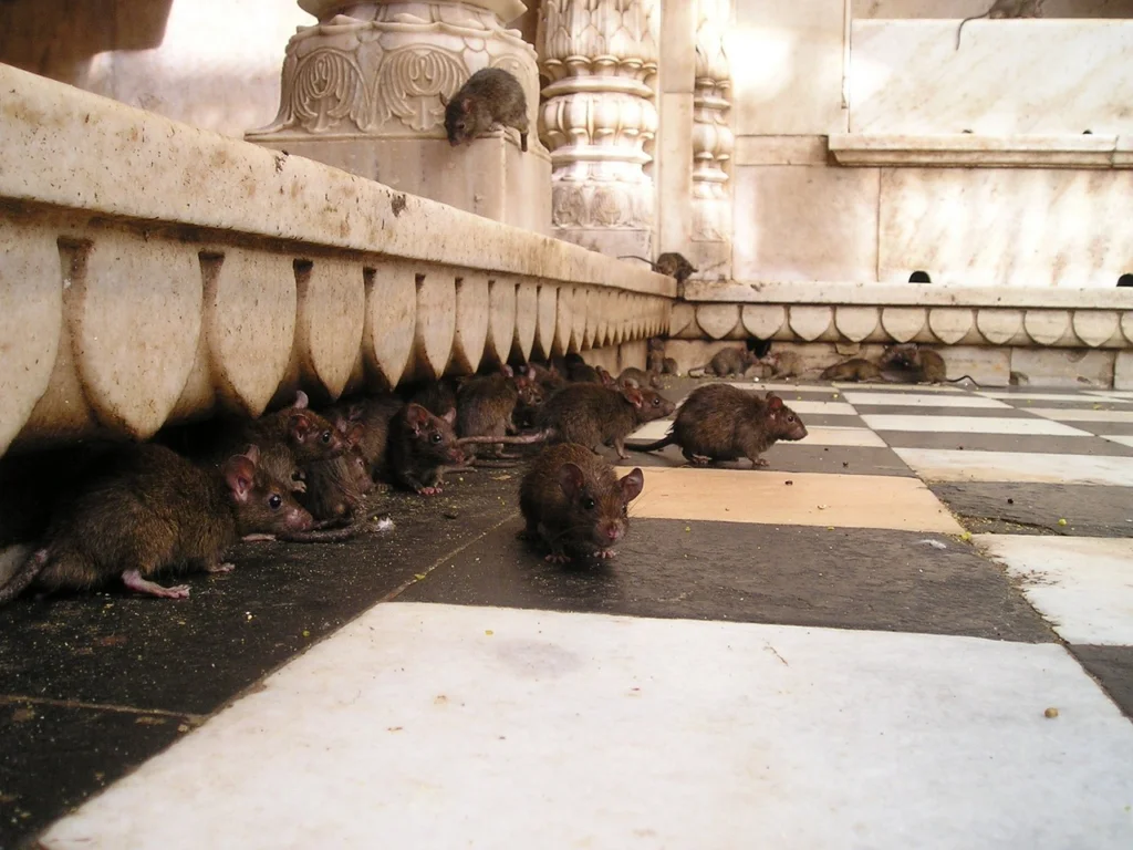 rats in the floor