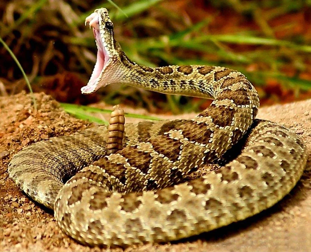 rattlesnake with mouth open