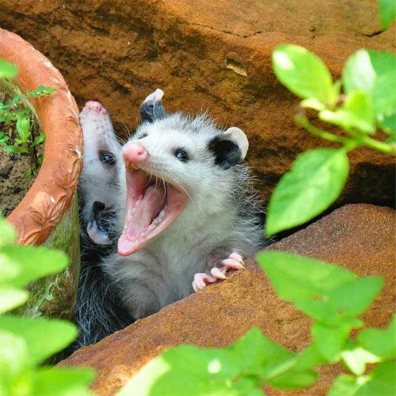 Are opossum a problem