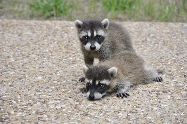 Baby-raccoons