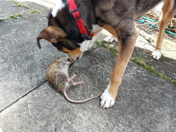 Dog hunting a rat
