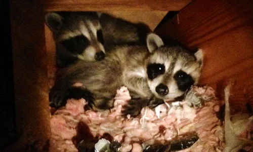 Family of raccoons living in the attic