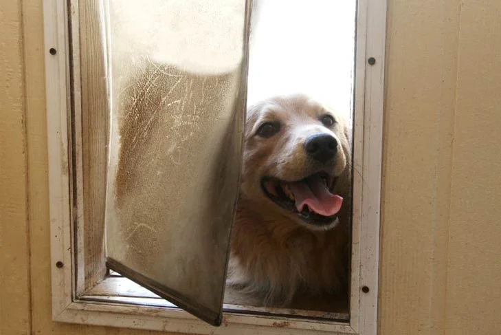 Golden Retriever Dog Door