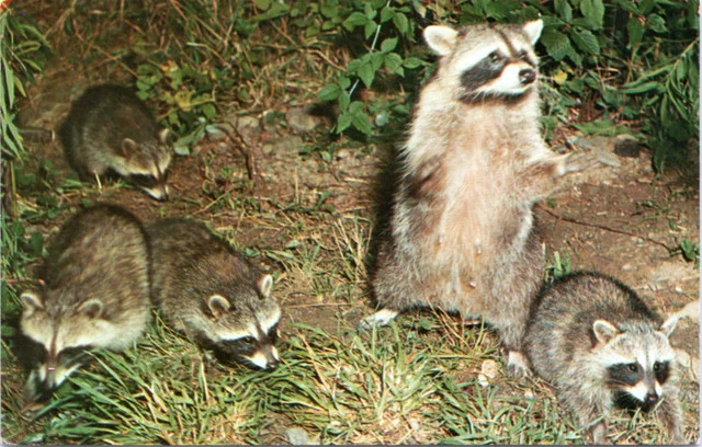 Group of raccoons