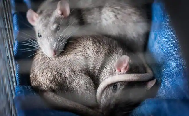 Hantavirus are transmited by rats