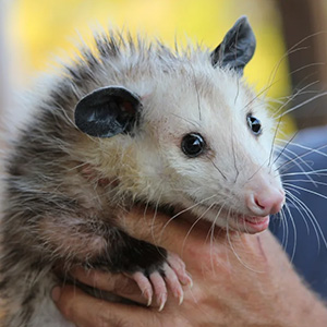 Opossum-1
