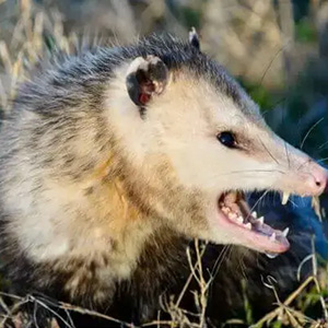 Opossum-2