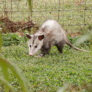 Opossum-3