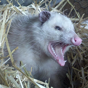 Opossum angry